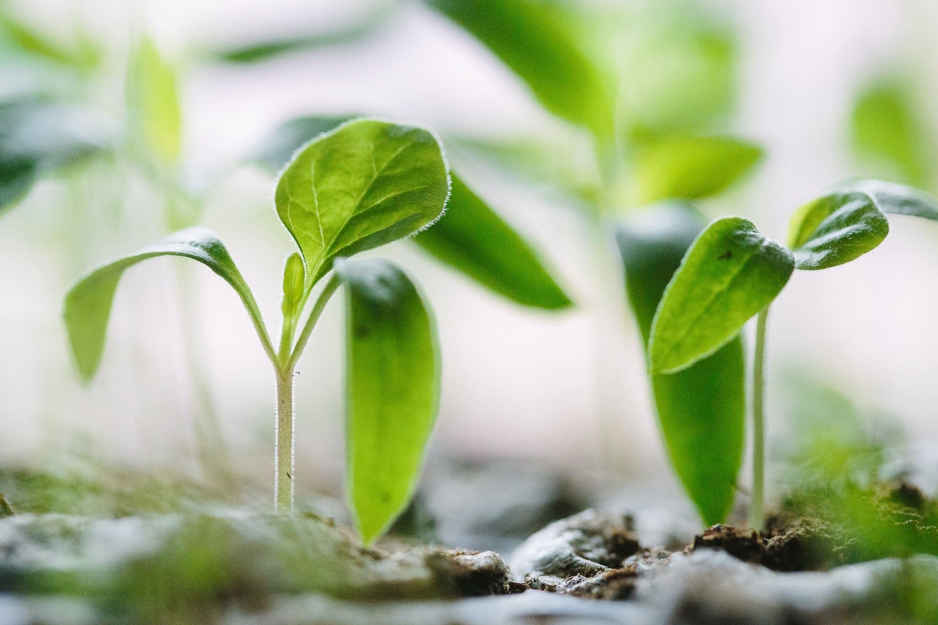 New growth — a seedling in the sun